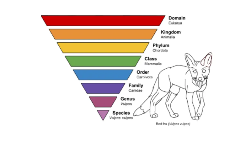 A taxonomy of animals